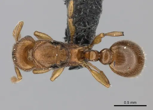 Tetramorium rumo specimen CASENT0108745 image casent0108745_1