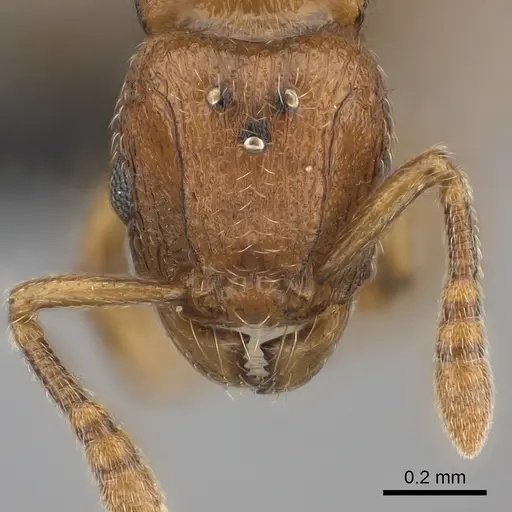 Tetramorium rumo specimen CASENT0108745 image casent0108745_2