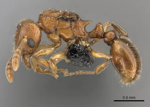 Tetramorium rumo specimen CASENT0108745 image casent0108745_3