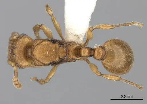 Tetramorium rumo specimen CASENT0189102 image casent0189102_1