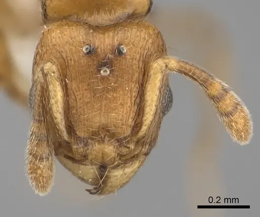 Tetramorium rumo specimen CASENT0189102 image casent0189102_2