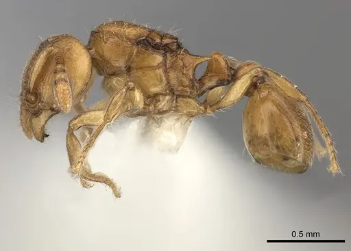 Tetramorium rumo specimen CASENT0189102 image casent0189102_3