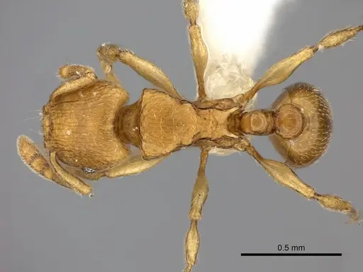 Tetramorium rumo specimen CASENT0217759 image casent0217759_1