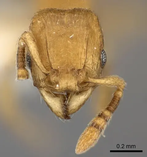 Tetramorium rumo specimen CASENT0217759 image casent0217759_2