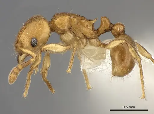 Tetramorium rumo specimen CASENT0217759 image casent0217759_3