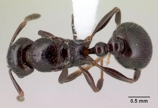 Tetramorium ryanphelanae specimen CASENT0401618 image casent0401618_1