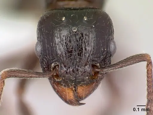 Tetramorium ryanphelanae specimen CASENT0401618 image casent0401618_2