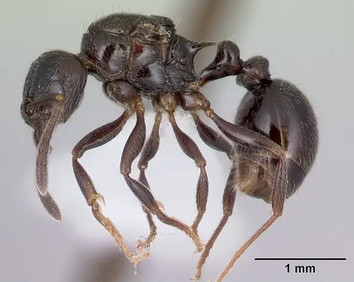 Tetramorium ryanphelanae specimen CASENT0401618 image casent0401618_3