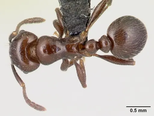 Tetramorium ryanphelanae specimen CASENT0454495 image casent0454495_1