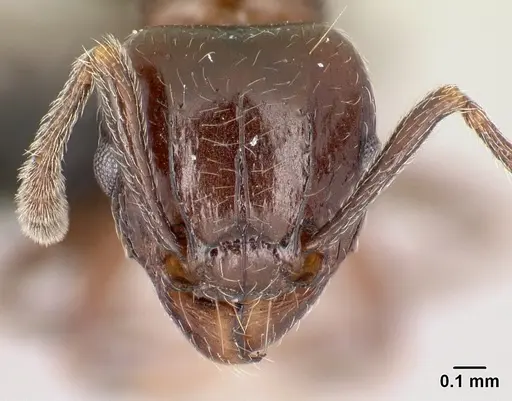 Tetramorium ryanphelanae specimen CASENT0454495 image casent0454495_2