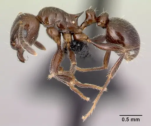 Tetramorium ryanphelanae specimen CASENT0454495 image casent0454495_3