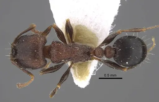 Tetramorium sabatinellii specimen CASENT0917423 image casent0917423_1