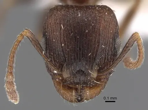 Tetramorium sabatinellii specimen CASENT0917423 image casent0917423_2