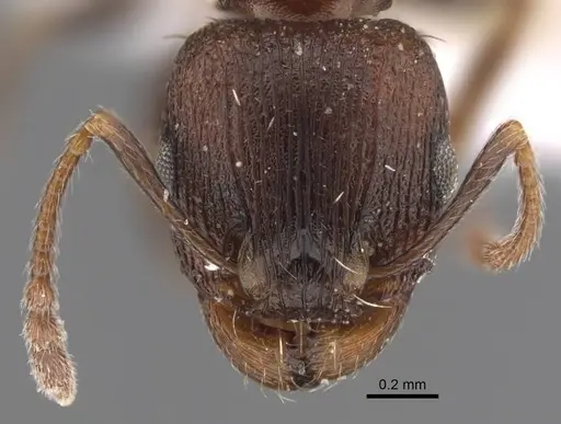 Tetramorium sabatinellii specimen CASENT0917423 image casent0917423_3