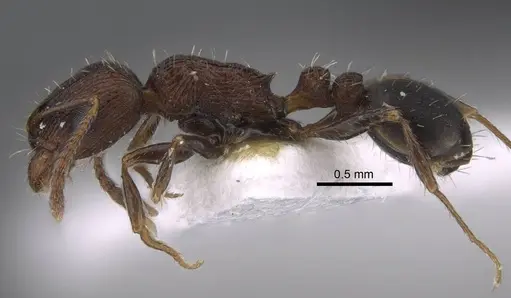 Tetramorium sabatinellii specimen CASENT0917423 image casent0917423_4