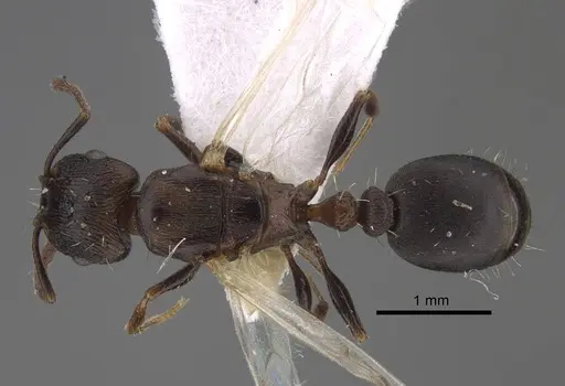 Tetramorium sabatinellii specimen CASENT0917424 image casent0917424_1