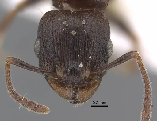 Tetramorium sabatinellii specimen CASENT0917424 image casent0917424_2