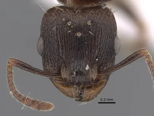 Tetramorium sabatinellii specimen CASENT0917424 image casent0917424_3