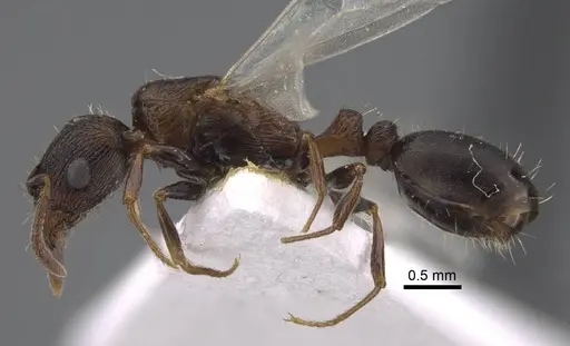 Tetramorium sabatinellii specimen CASENT0917424 image casent0917424_4