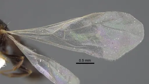 Tetramorium sabatinellii specimen CASENT0917424 image casent0917424_5