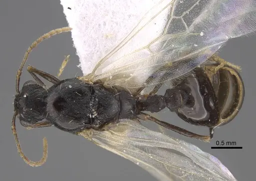 Tetramorium sabatinellii specimen CASENT0917425 image casent0917425_1