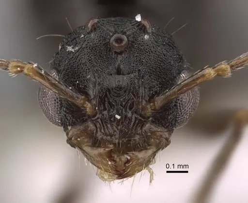 Tetramorium sabatinellii specimen CASENT0917425 image casent0917425_2