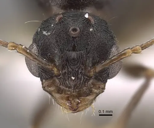 Tetramorium sabatinellii specimen CASENT0917425 image casent0917425_3