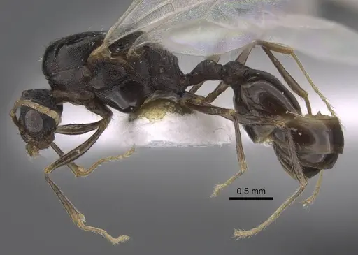 Tetramorium sabatinellii specimen CASENT0917425 image casent0917425_4