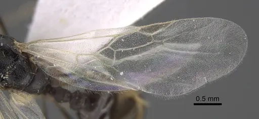 Tetramorium sabatinellii specimen CASENT0917425 image casent0917425_5