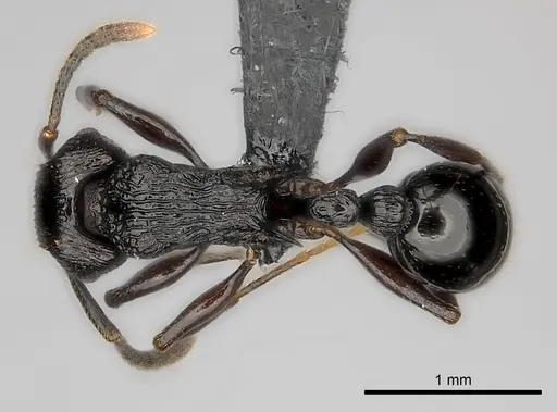 Tetramorium sabatra specimen CASENT0048680 image casent0048680_1