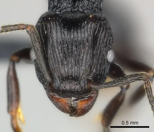Tetramorium sabatra specimen CASENT0048680 image casent0048680_2