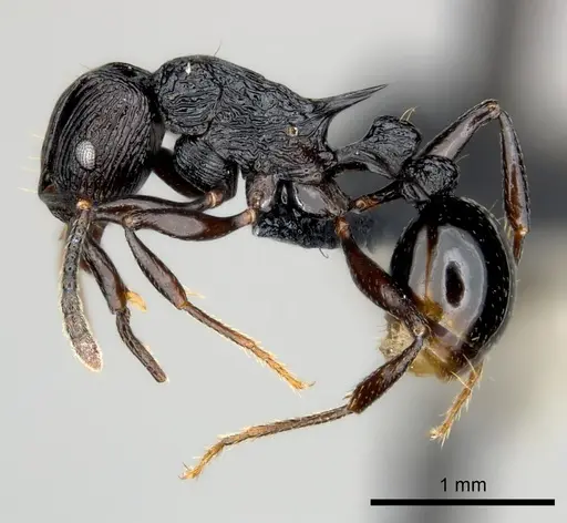 Tetramorium sabatra specimen CASENT0048680 image casent0048680_3