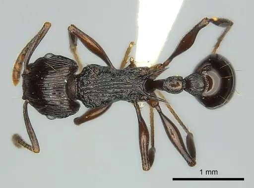 Tetramorium sabatra specimen CASENT0189240 image casent0189240_1