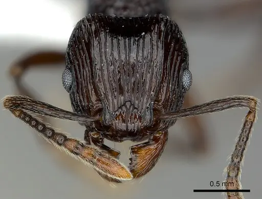 Tetramorium sabatra specimen CASENT0189240 image casent0189240_2