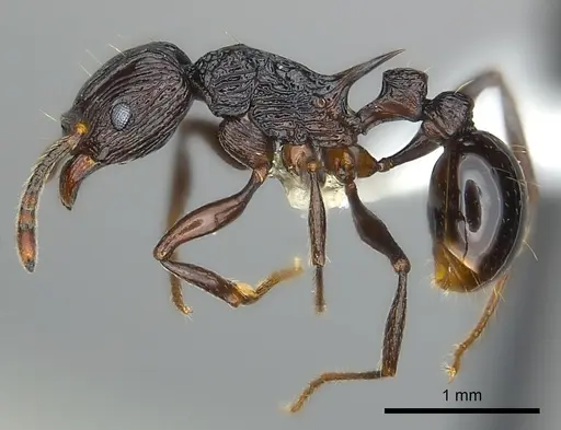 Tetramorium sabatra specimen CASENT0189240 image casent0189240_3