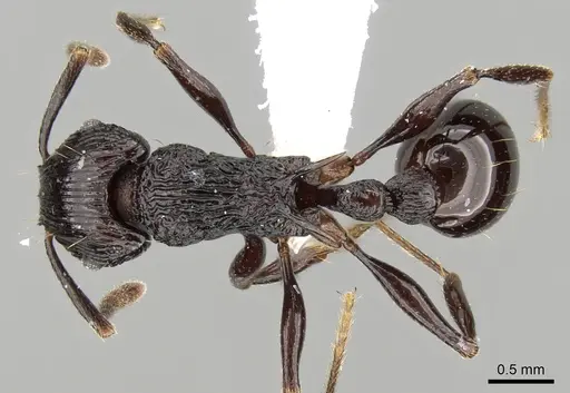Tetramorium sabatra specimen CASENT0189241 image casent0189241_1