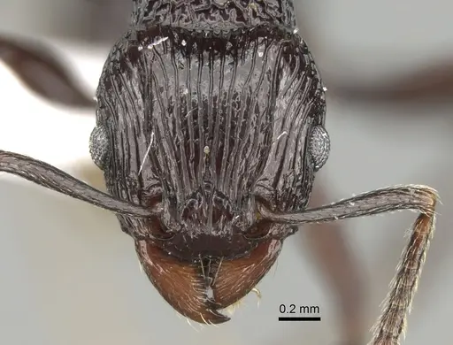 Tetramorium sabatra specimen CASENT0189241 image casent0189241_2