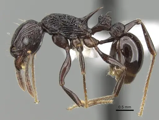 Tetramorium sabatra specimen CASENT0189241 image casent0189241_3