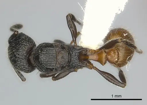 Tetramorium sada specimen CASENT0424548 image casent0424548_1