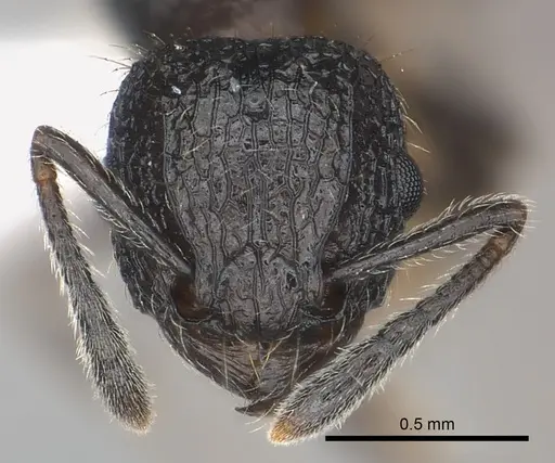 Tetramorium sada specimen CASENT0424548 image casent0424548_2