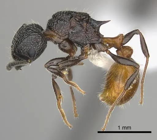 Tetramorium sada specimen CASENT0424548 image casent0424548_3