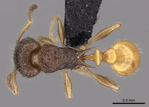 Tetramorium sada specimen CASENT0443274 image casent0443274_1
