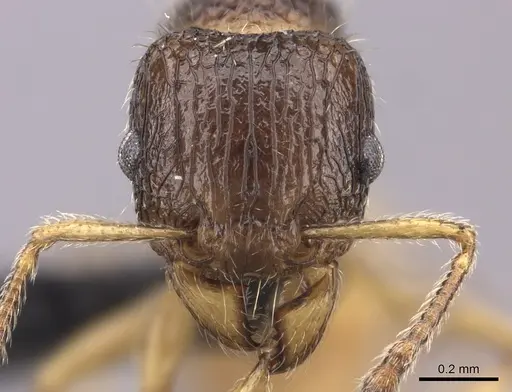 Tetramorium sada specimen CASENT0443274 image casent0443274_2