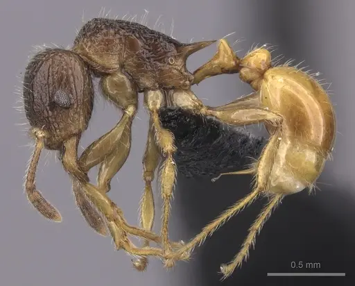 Tetramorium sada specimen CASENT0443274 image casent0443274_3