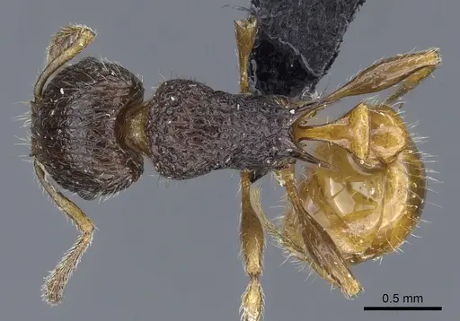 Tetramorium sada specimen CASENT0443394 image casent0443394_1