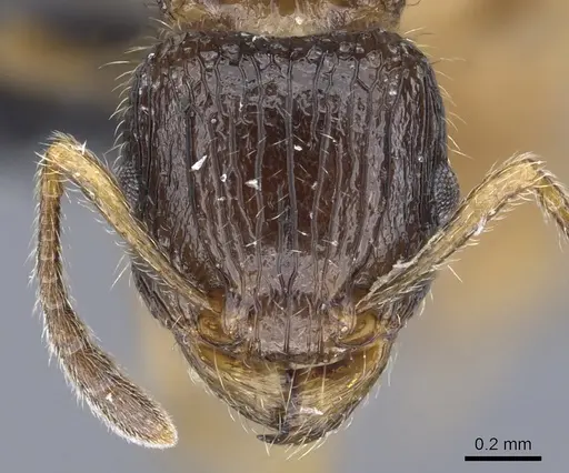 Tetramorium sada specimen CASENT0443394 image casent0443394_2