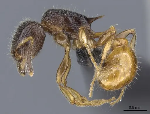 Tetramorium sada specimen CASENT0443394 image casent0443394_3