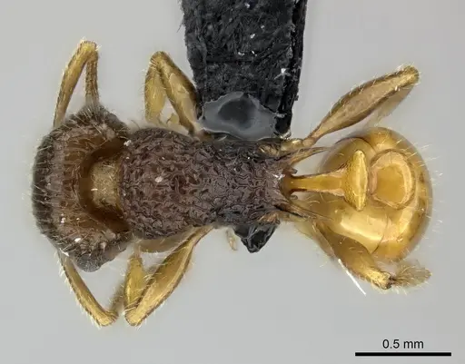 Tetramorium sada specimen CASENT0443413 image casent0443413_1