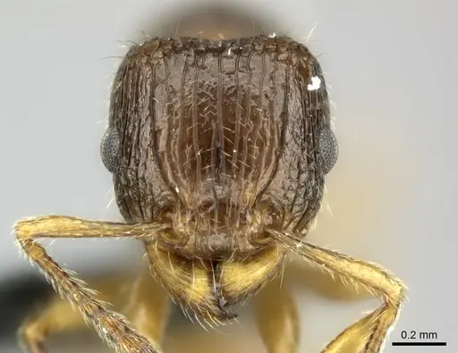 Tetramorium sada specimen CASENT0443413 image casent0443413_2