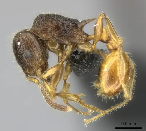 Tetramorium sada specimen CASENT0443413 image casent0443413_3